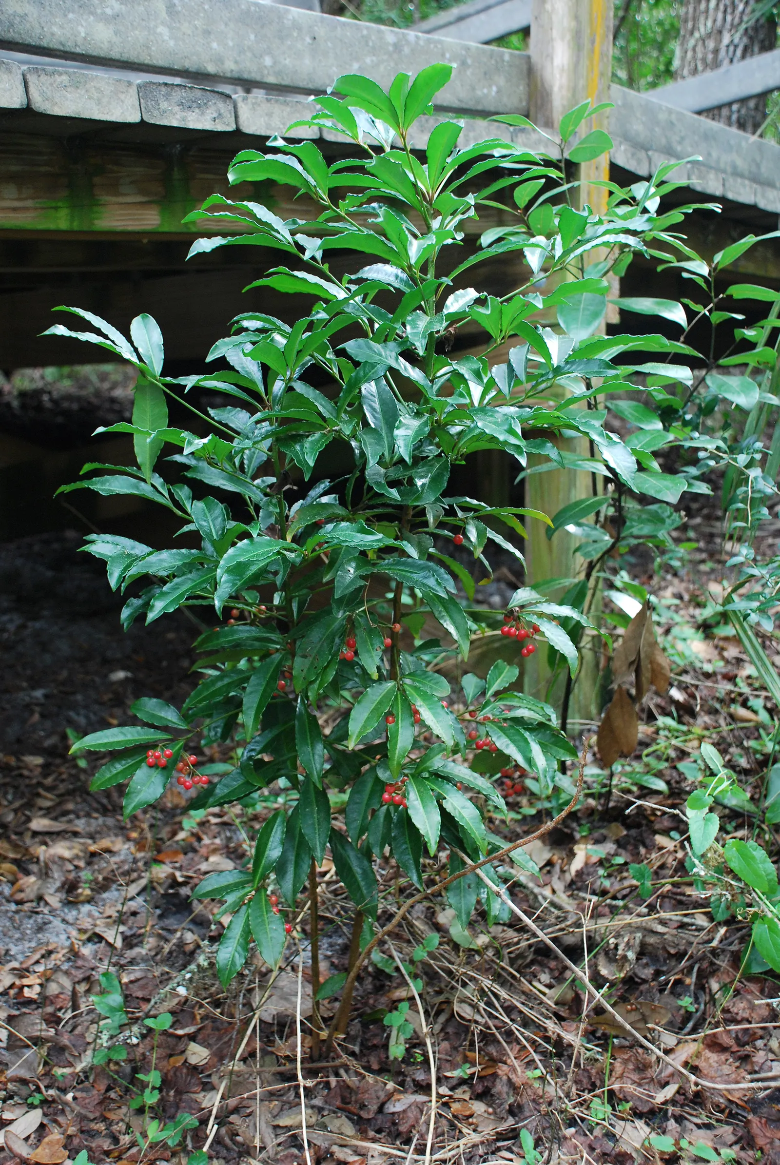 Australian Coral Tree (Erythrina X Sykesii) — although it is quite adaptable to different soil types; this drought-tolerant species prefers full sun and