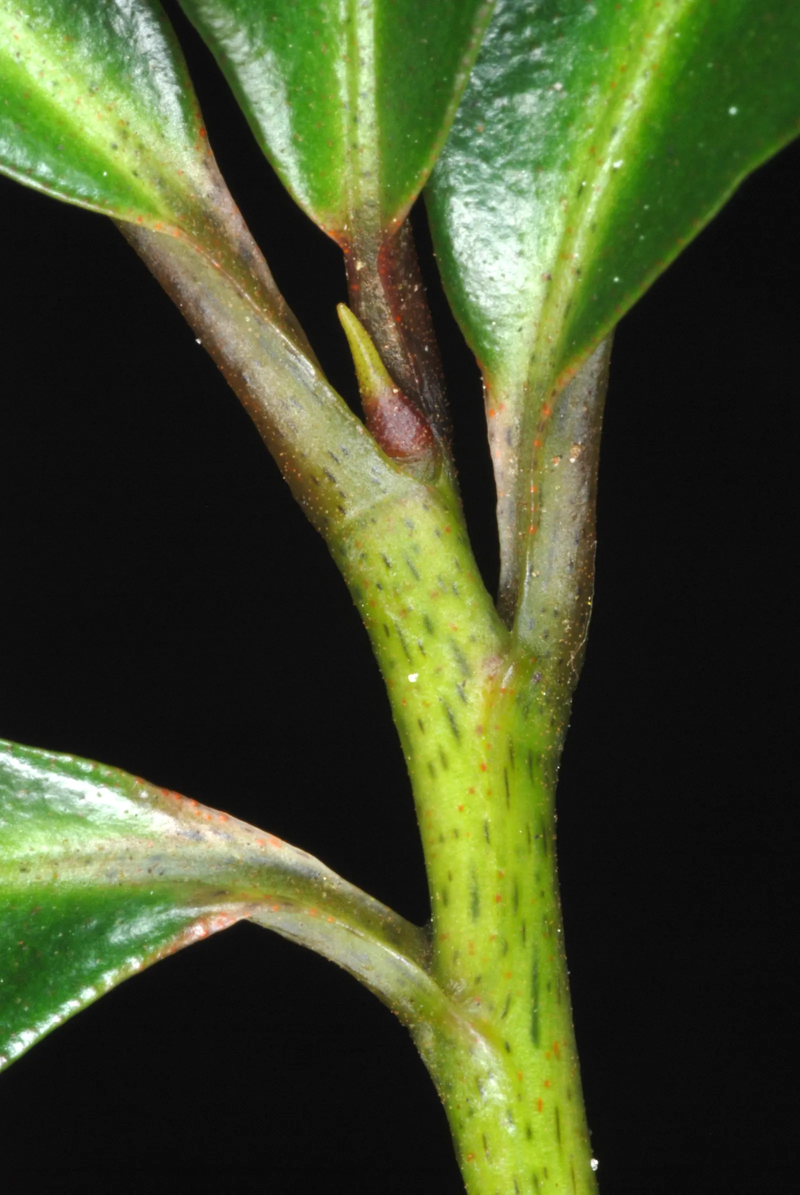 Australian Coral Tree (Erythrina X Sykesii) — Regular pruning may be necessary to maintain the desired shape and size; moderate water requirements, image 65