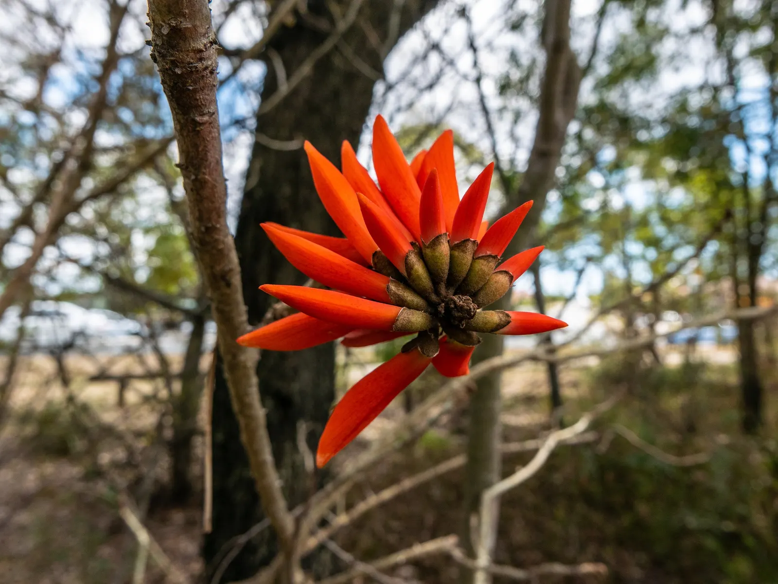 Australian Coral Tree (Erythrina X Sykesii) — <br><br>It thrives in full sun to partial shade and prefers well-drained soil