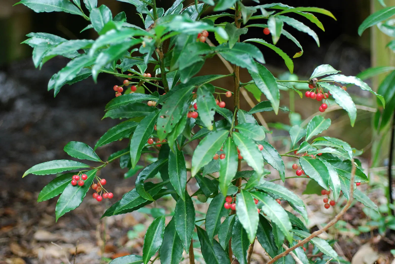 Australian Coral Tree (Erythrina X Sykesii) — spiny trunk supports an open; growing to an impressive height of approximately 30 to 50 feet with a, image 54