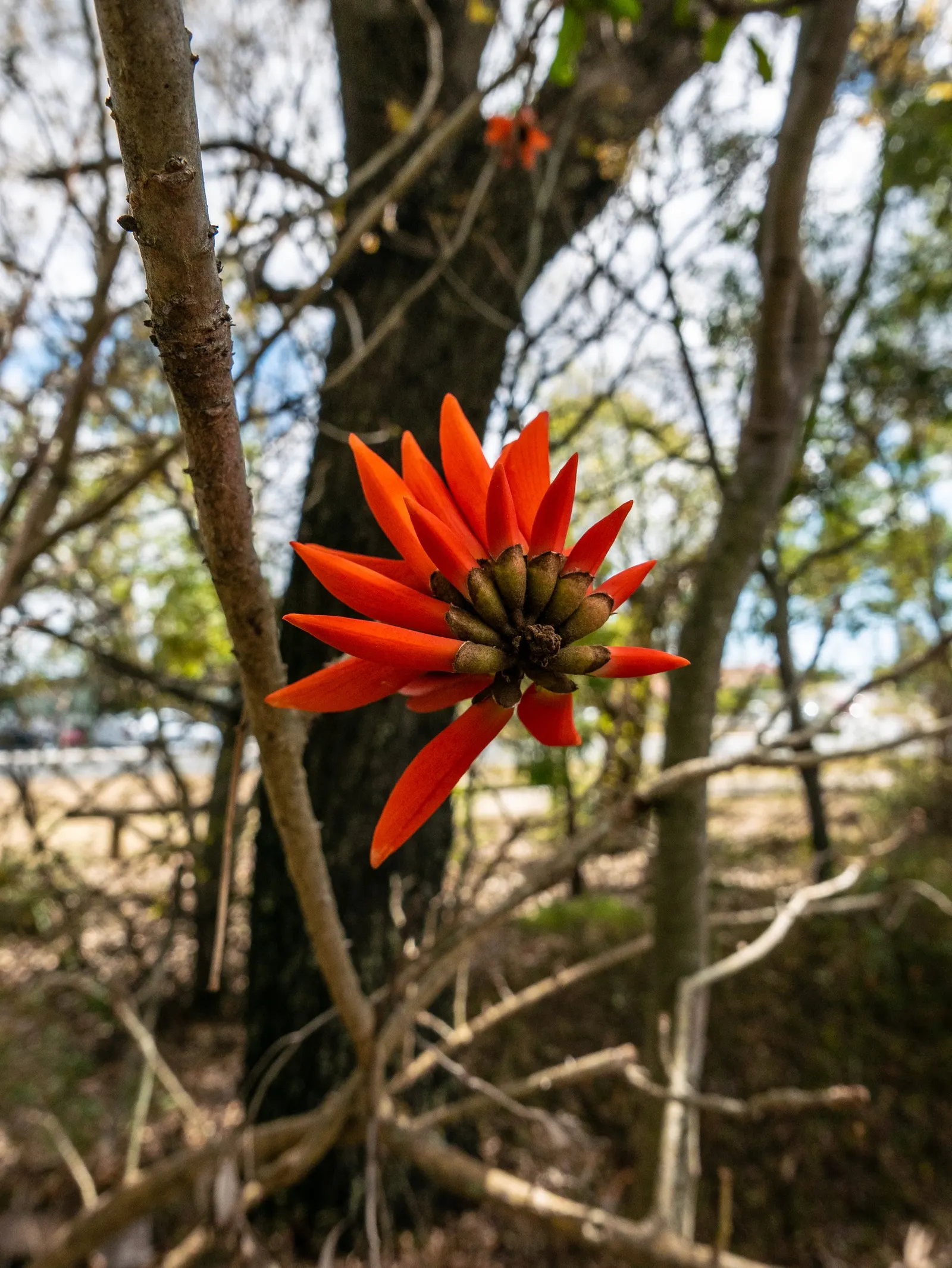 Australian Coral Tree (Erythrina X Sykesii) — spiny trunk supports an open; growing to an impressive height of approximately 30 to 50 feet with a canopy spread