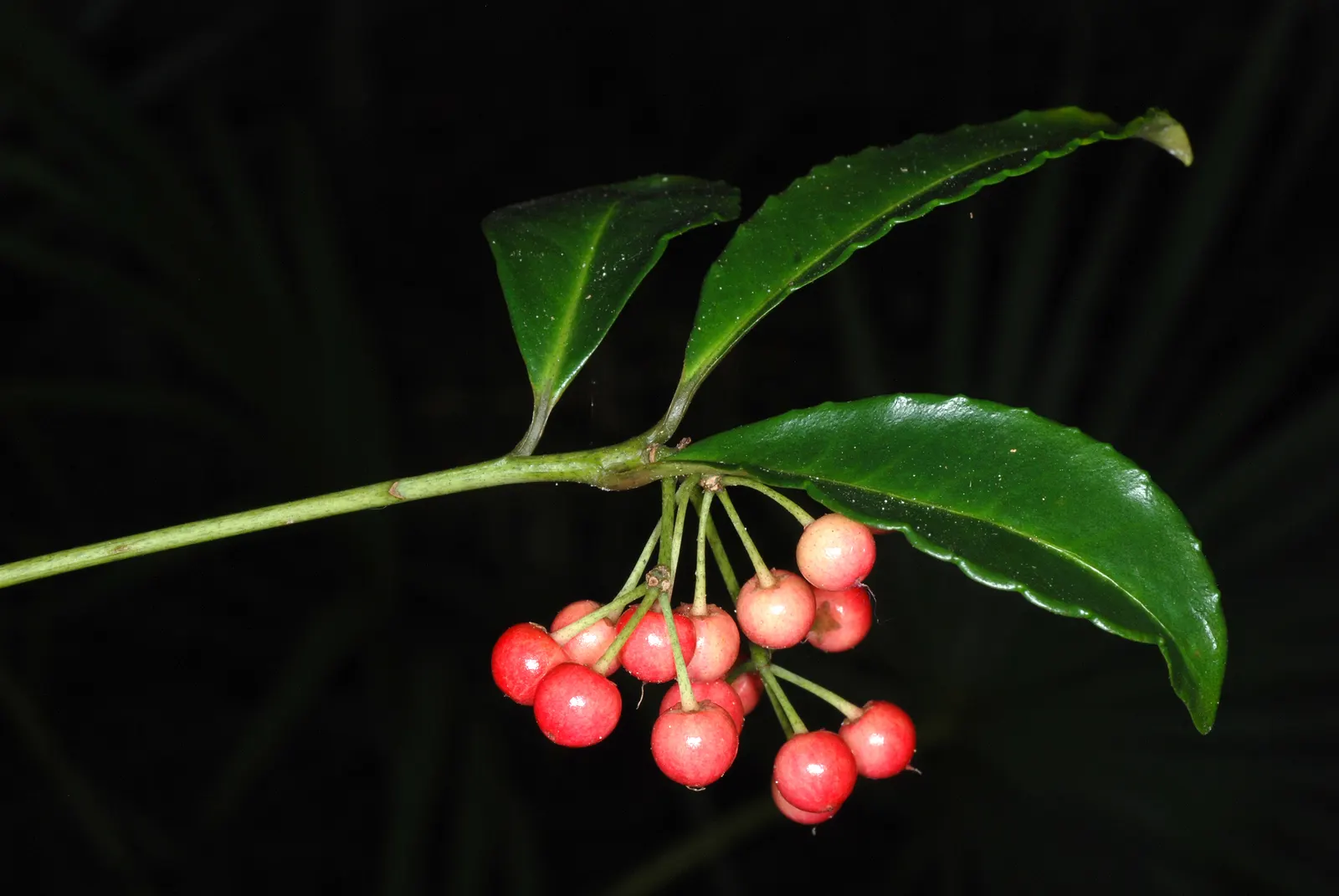 Australian Coral Tree (Erythrina X Sykesii) — Moderate water requirements make it suitable for regions with established dry periods; trifoliate, image 61