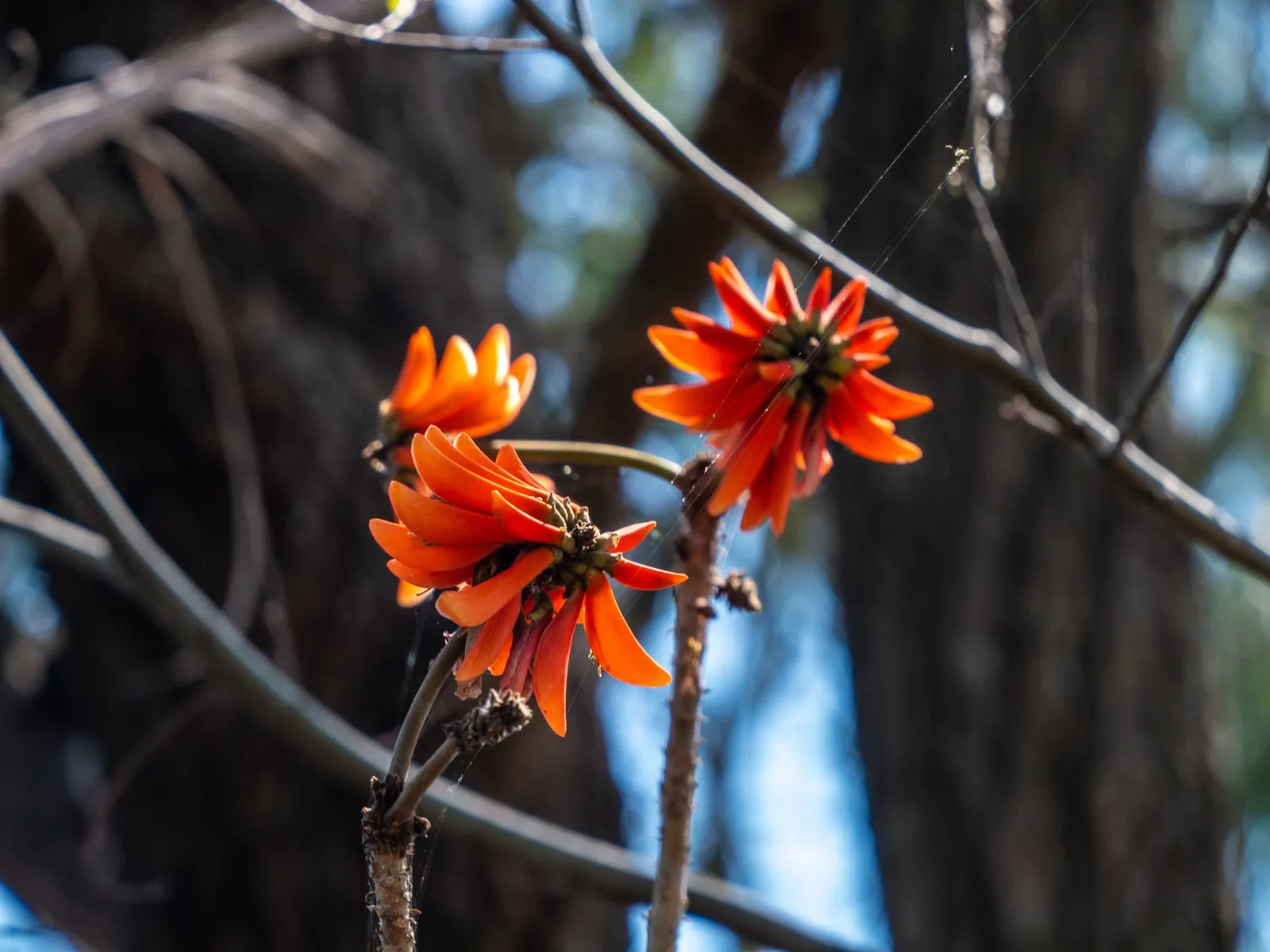 Australian Coral Tree (Erythrina X Sykesii) — growing to an impressive height of approximately 30 to 50 feet with a canopy spread of 20 to 30 feet