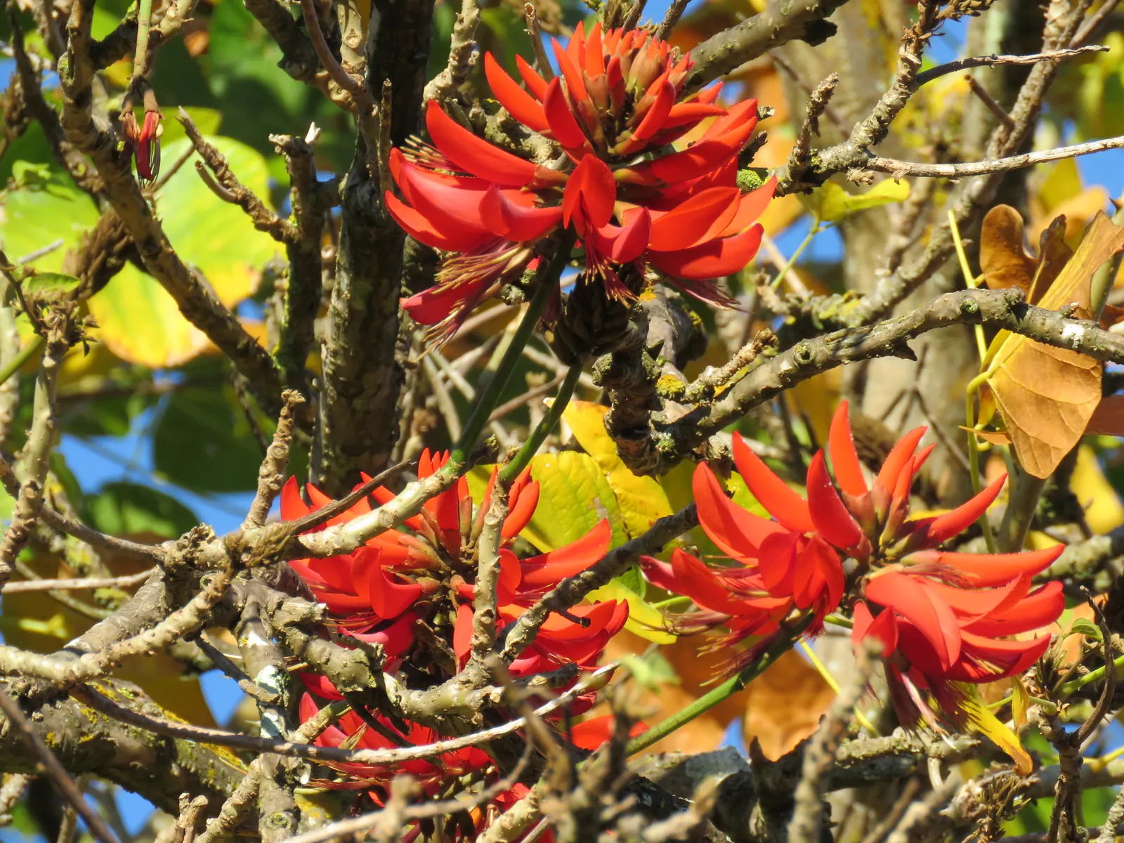 Australian Coral Tree (Erythrina X Sykesii) — it shows a fair degree of drought tolerance; this tree serves well as a specimen or shade tree in open areas or
