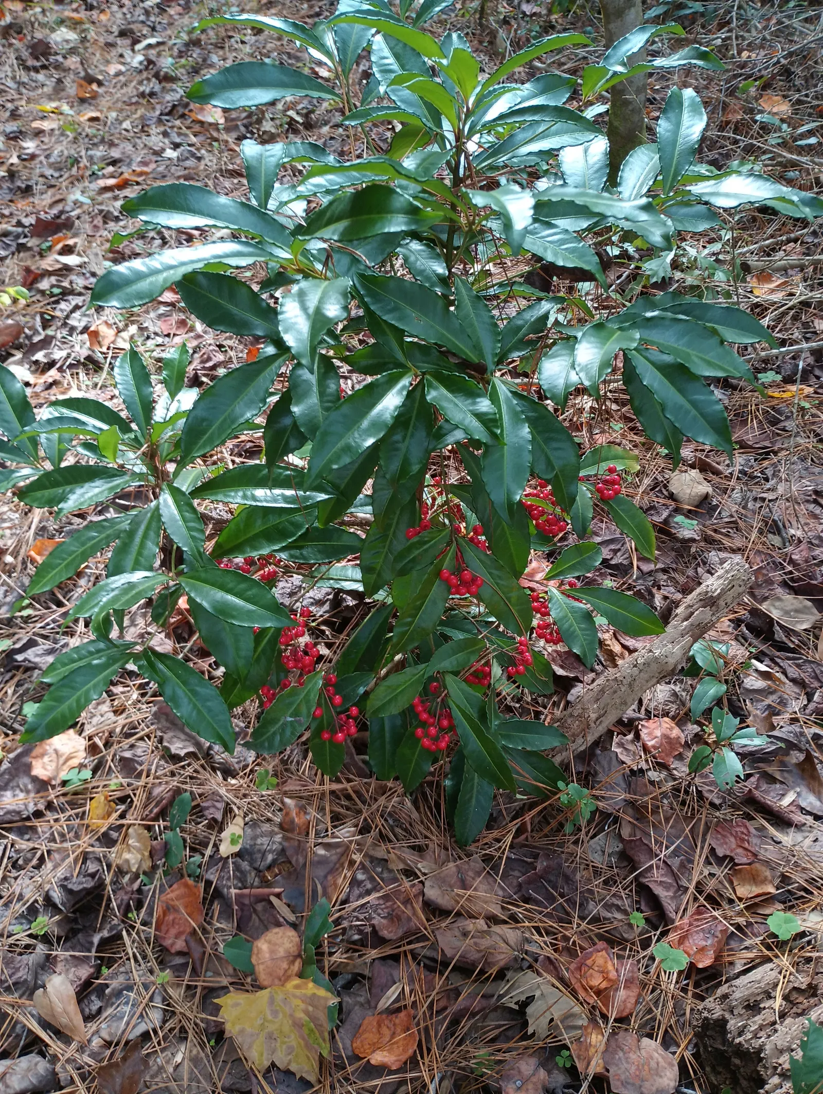 Australian Coral Tree (Erythrina X Sykesii) — This drought-tolerant species prefers full sun and well-drained soils; caution should be used when planting near