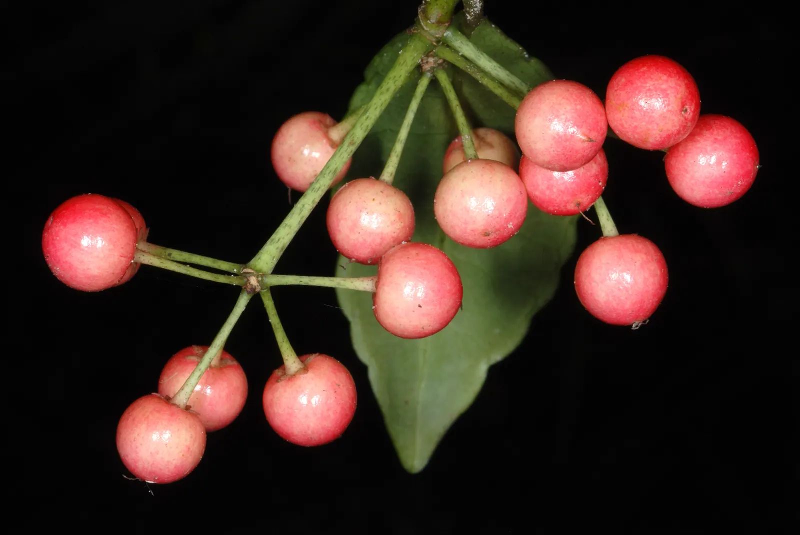 Australian Coral Tree (Erythrina X Sykesii) — take note of its moderate growth rate and ensure ample space is provided for its mature size