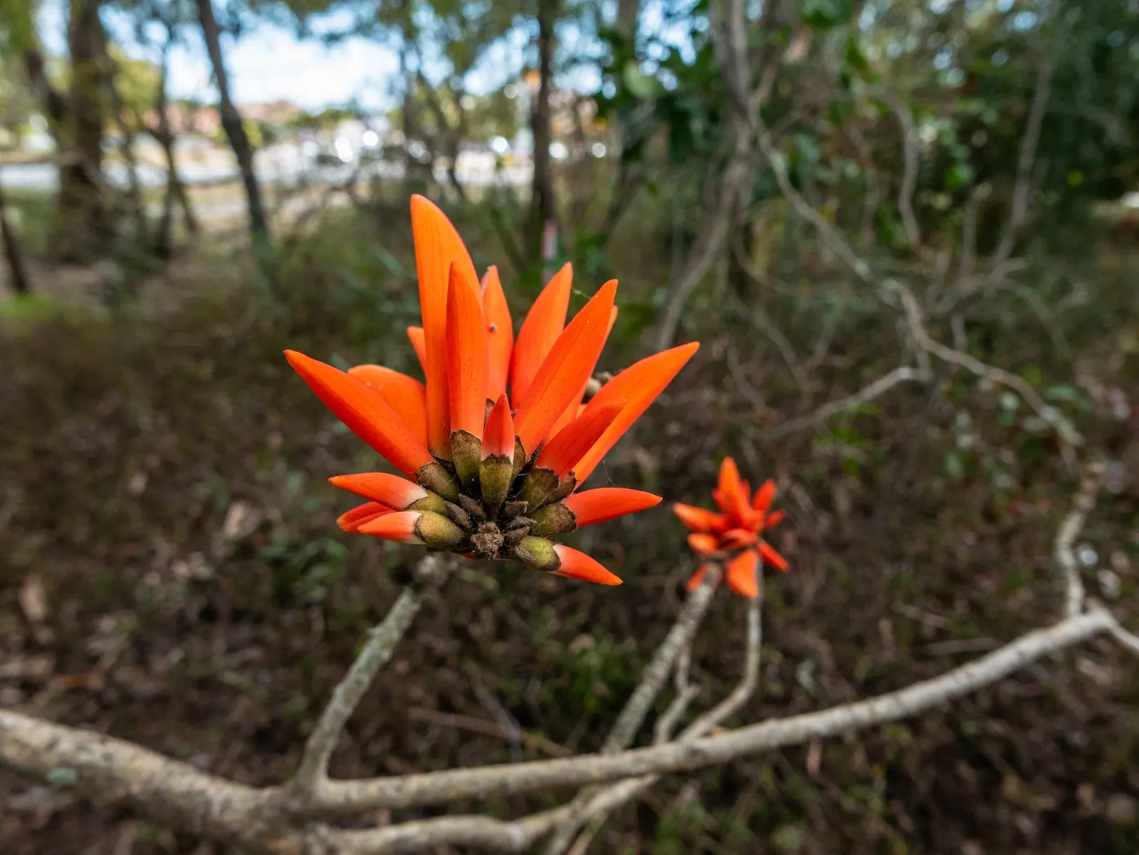 Australian Coral Tree (Erythrina X Sykesii) — is an ornamental deciduous tree notable for its vibrant red; its striking flowers attract birds and bees, making
