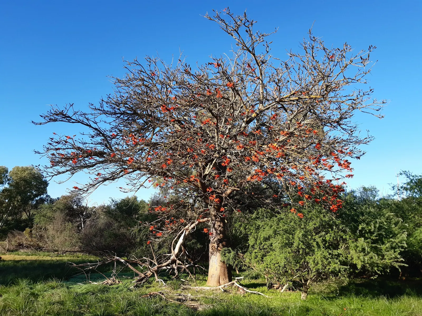 Australian Coral Tree (Erythrina X Sykesii) — Caution should be used when planting near walkways or structures due to its spiny trunk and branches