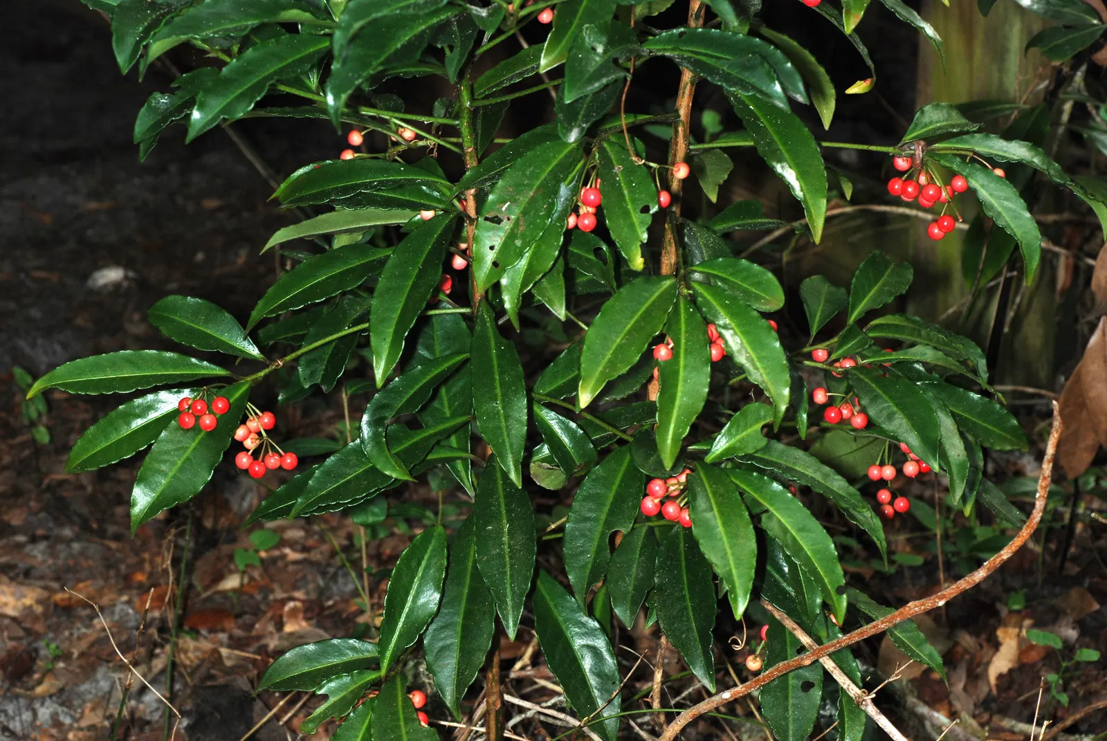 Australian Coral Tree (Erythrina X Sykesii) — red flowers in the garden; this hybrid tree is known for its robust structure and vibrant display