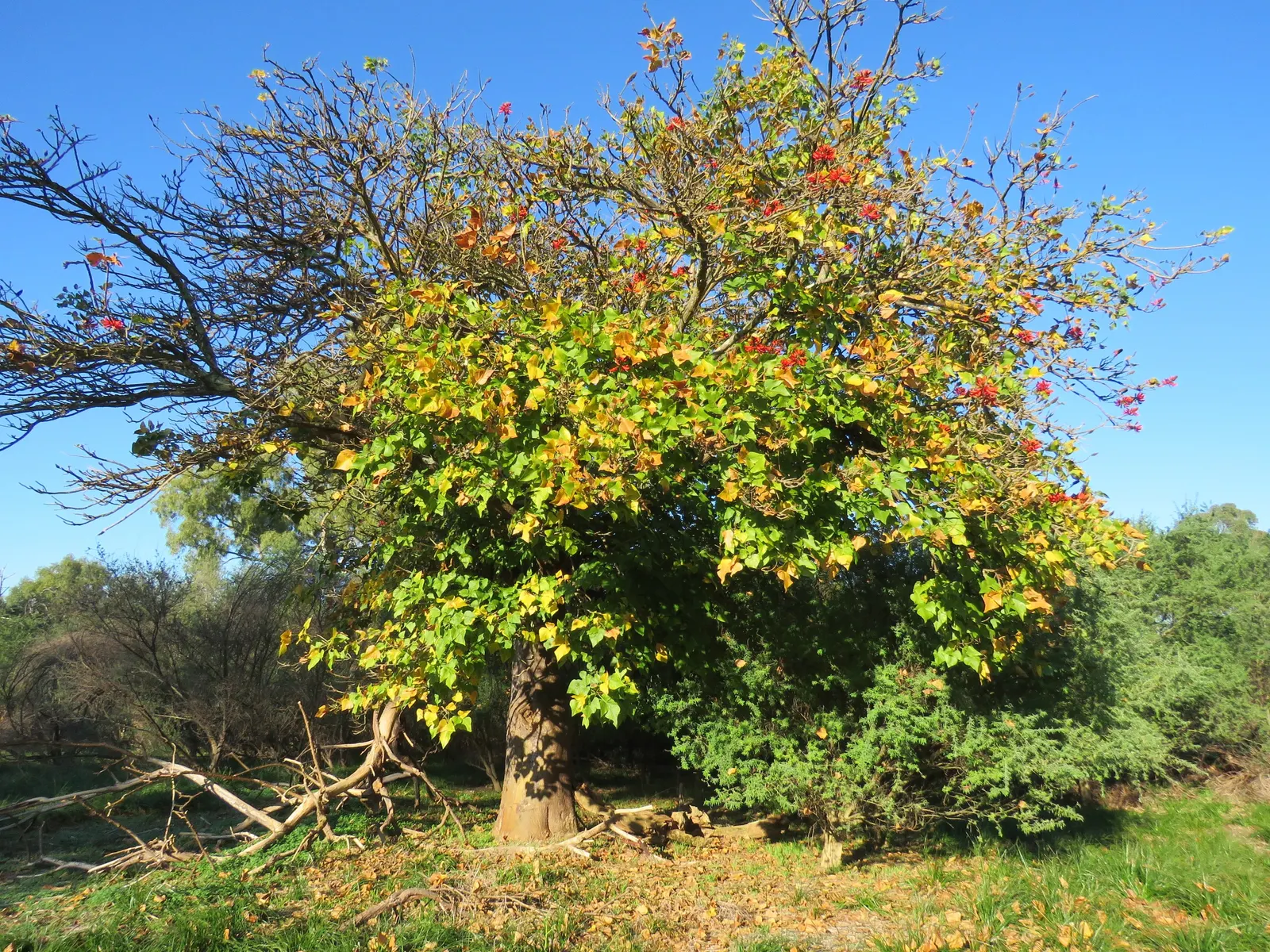 Australian Coral Tree (Erythrina X Sykesii) — growing to an impressive height of approximately 30 to 50 feet with a canopy spread of 20 to 30 feet; tree for