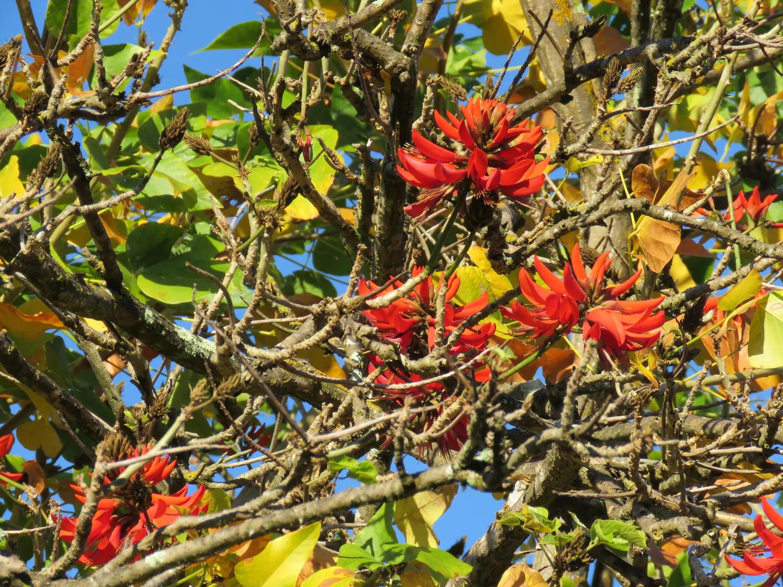 Australian Coral Tree (Erythrina X Sykesii) — Thriving in zones 9-11, it reaches a mature height of 30-50 ft with a canopy spread of 20-30 ft