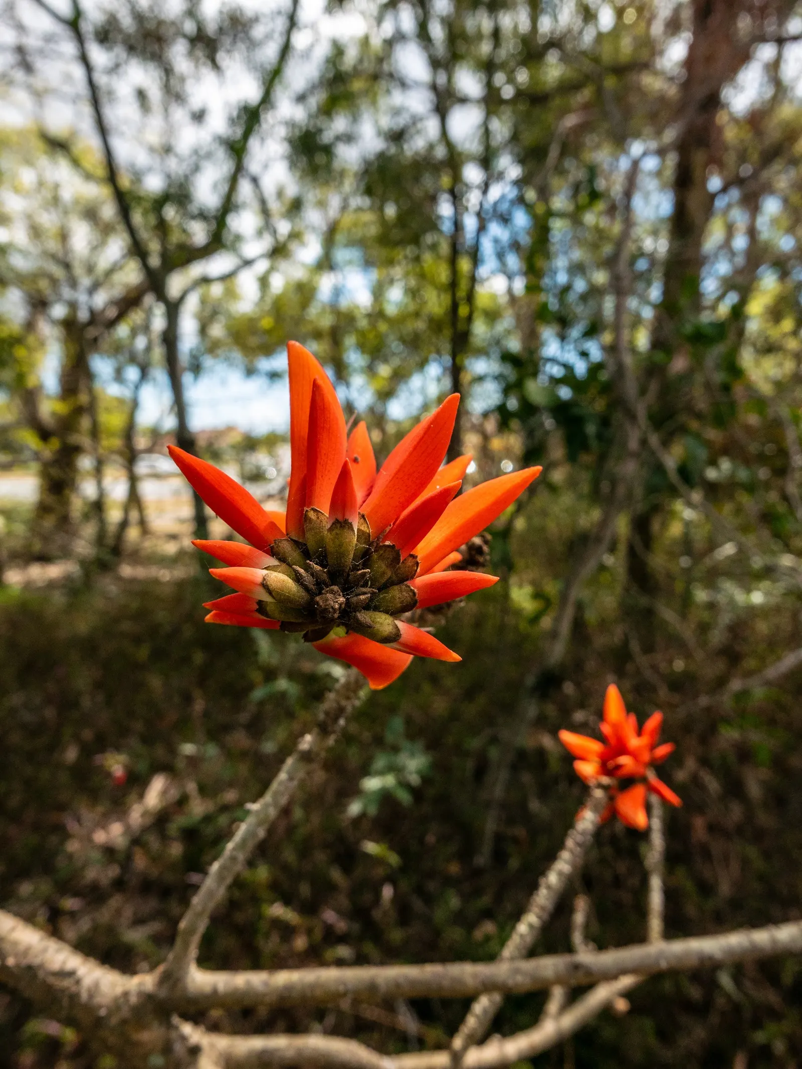 Australian Coral Tree (Erythrina X Sykesii) — and to remove any dead or damaged wood