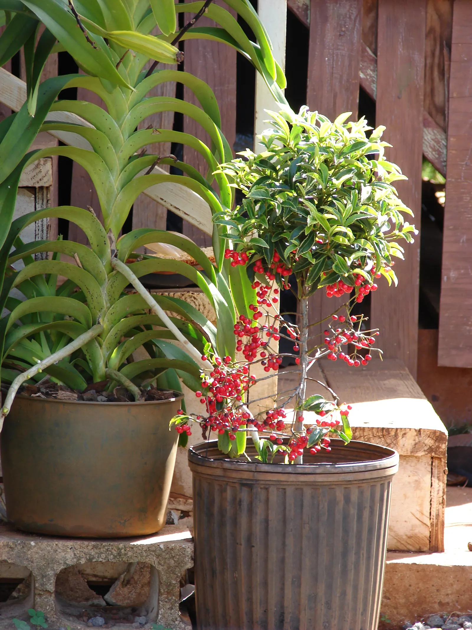 Australian Coral Tree (Erythrina X Sykesii) — Moderate water requirements make it suitable for regions with established dry periods