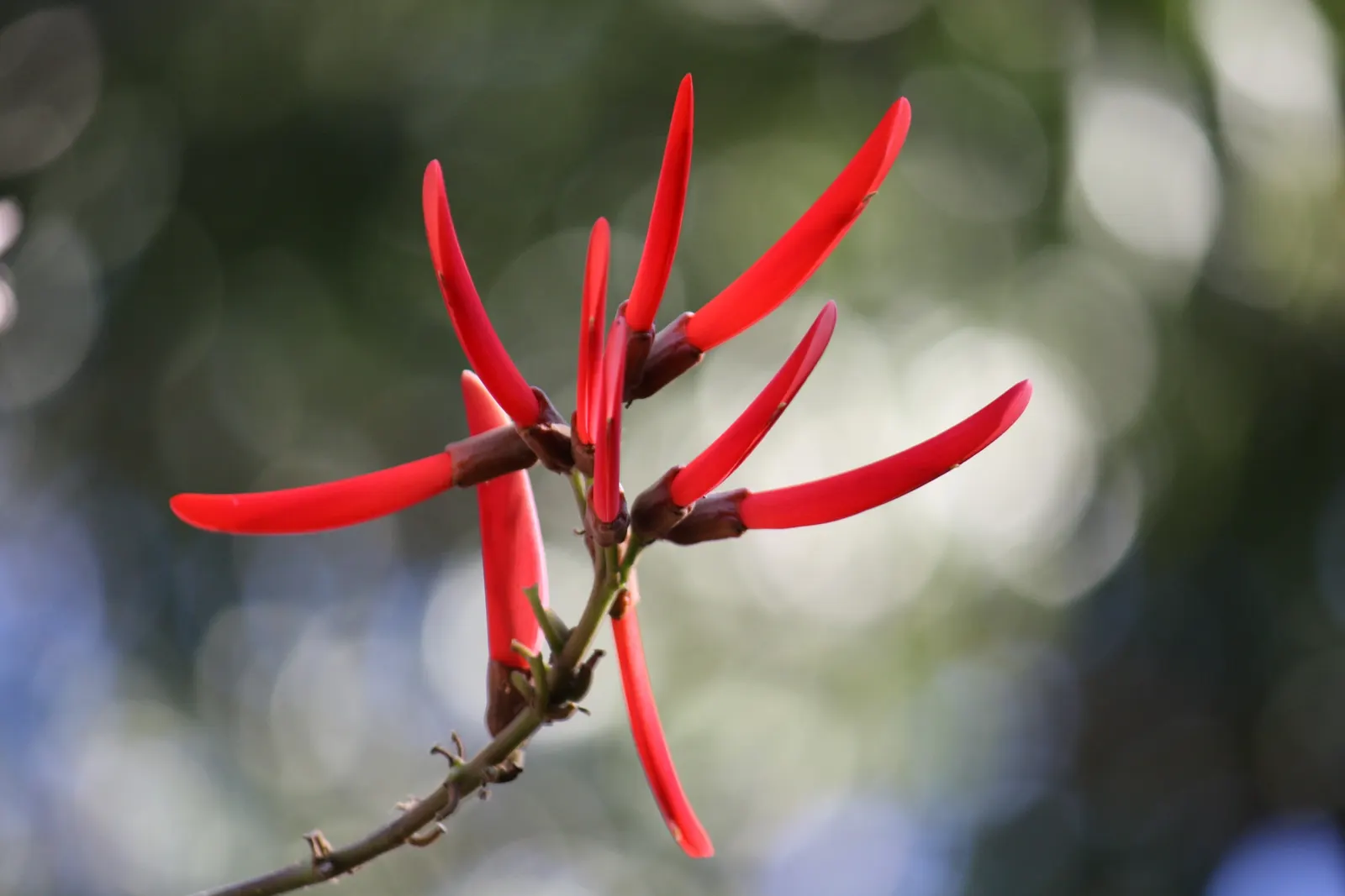 Australian Coral Tree (Erythrina X Sykesii) — This hybrid tree is known for its robust structure and vibrant display; it shows a fair degree of, image 52