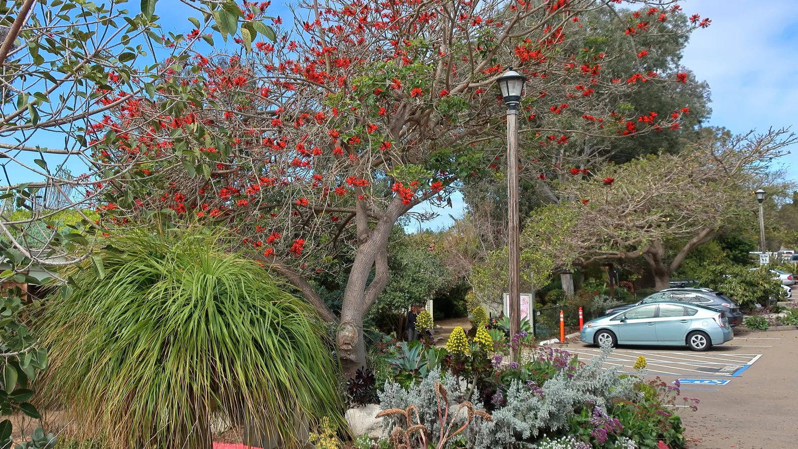 Australian Coral Tree (Erythrina X Sykesii) — it shows a fair degree of drought tolerance; this tree serves well as a specimen or shade tree in, image 62