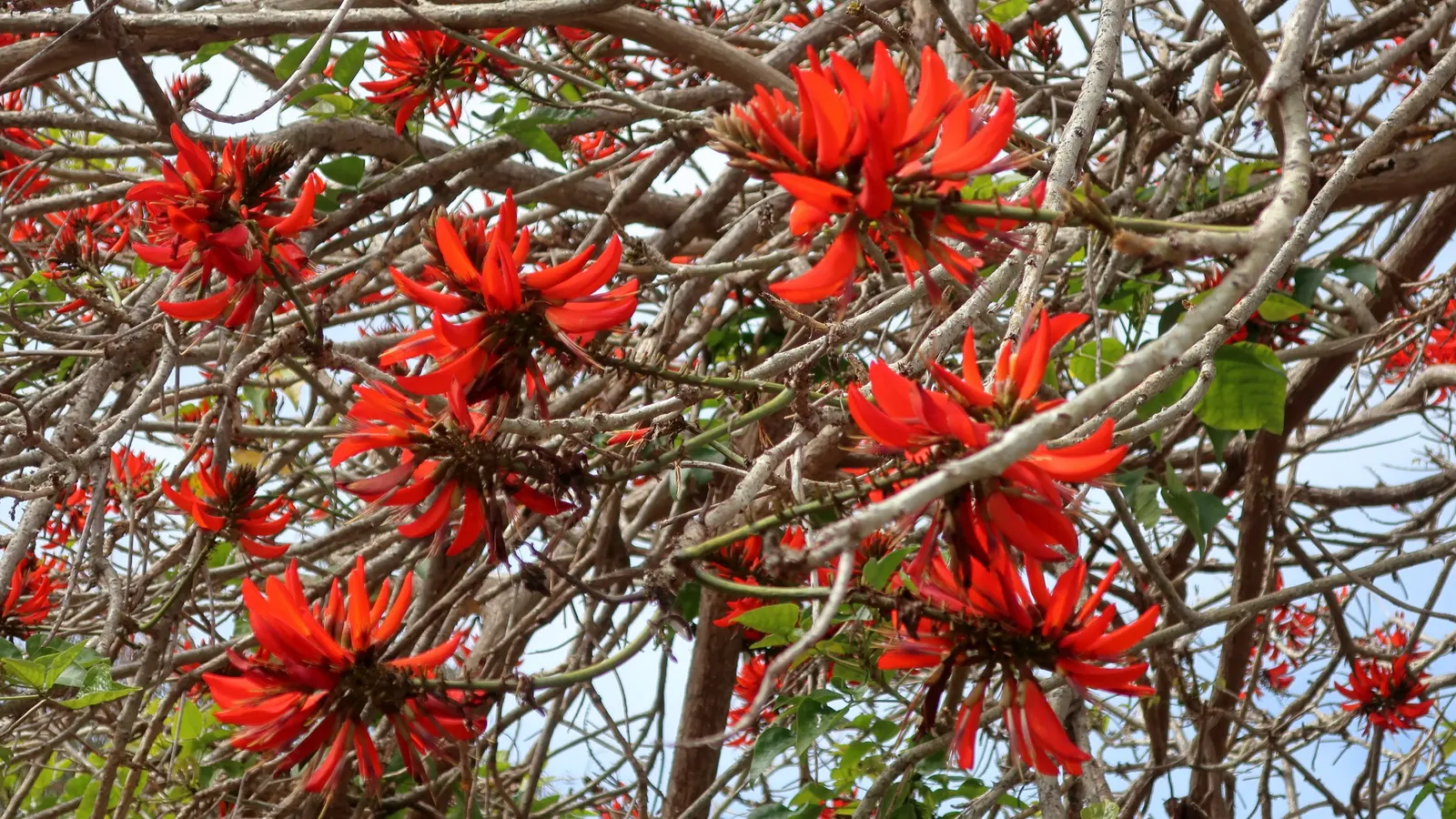 Australian Coral Tree (Erythrina X Sykesii) — this tree serves well as a specimen or shade tree in open areas or large backyards; is an ornamental, image 63