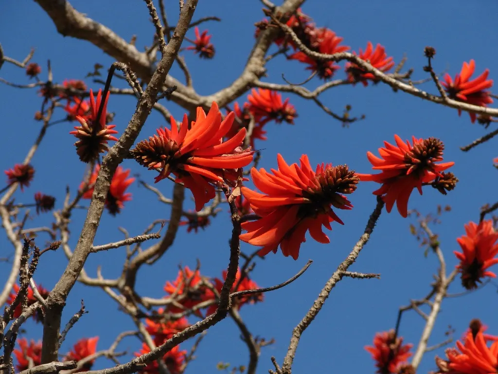 Australian Coral Tree (Erythrina X Sykesii) — Its striking flowers attract birds and bees, making it an excellent focal point in large landscape, image 50