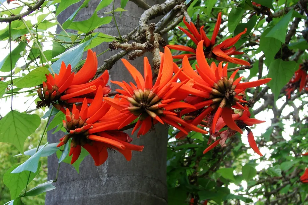 Australian Coral Tree (Erythrina X Sykesii) — take note of its moderate growth rate and ensure ample space is provided for its mature size, image 35