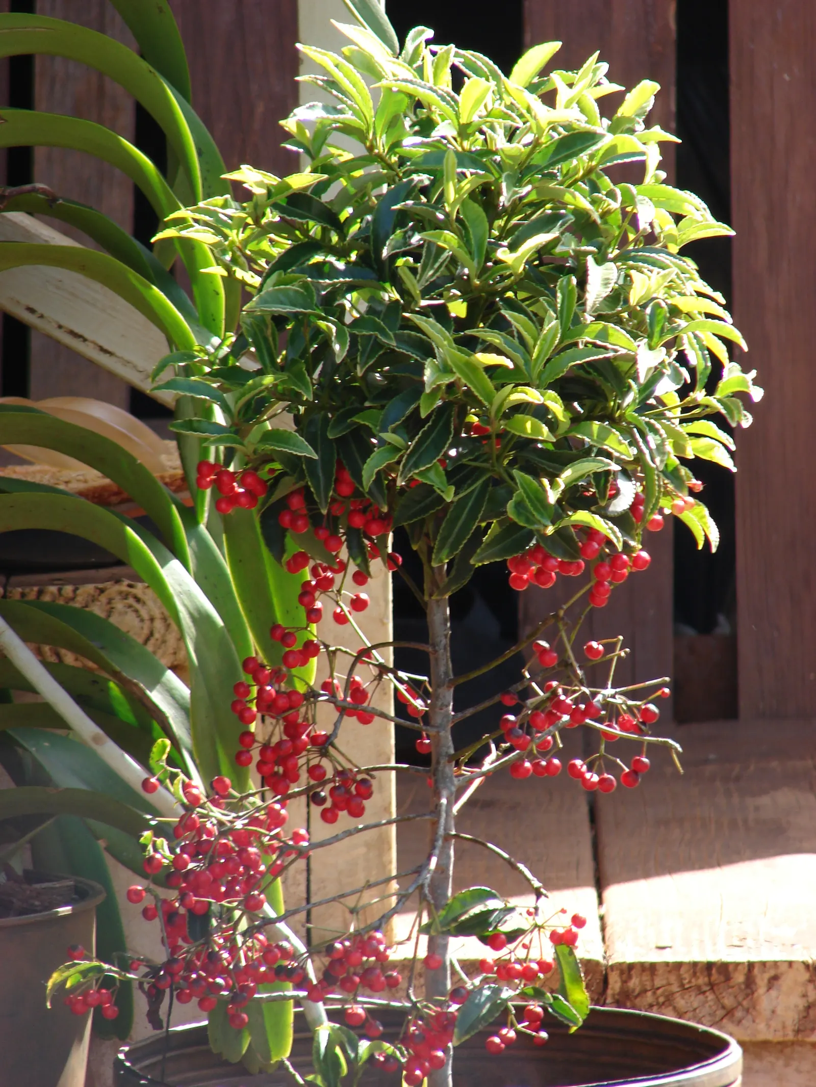 Australian Coral Tree (Erythrina X Sykesii) — This hybrid tree is known for its robust structure and vibrant display