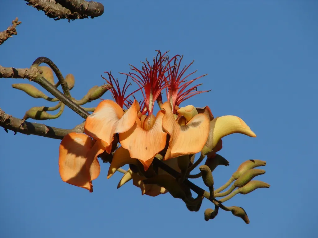 Australian Coral Tree (Erythrina X Sykesii) — tree for full; and to remove any dead or damaged wood