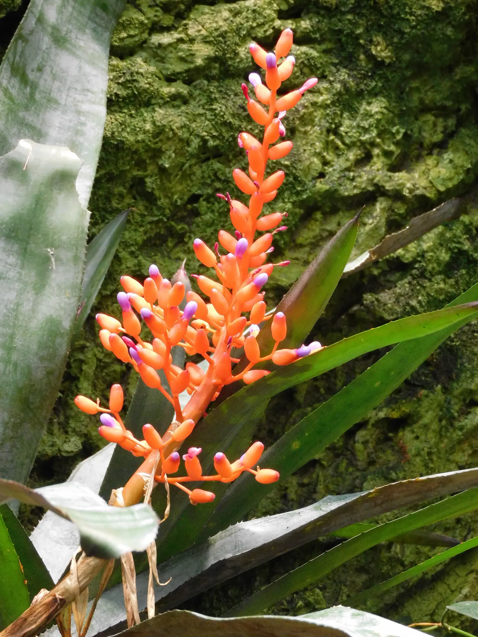Australian Coral Tree (Erythrina X Sykesii) — is a captivating and distinctive species that can serve as a striking focal point in any landscape design