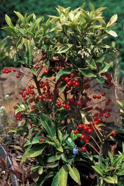 Australian Coral Tree (Erythrina X Sykesii) — growing to an impressive height of approximately 30 to 50 feet with a canopy spread of 20 to 30 feet, image 53