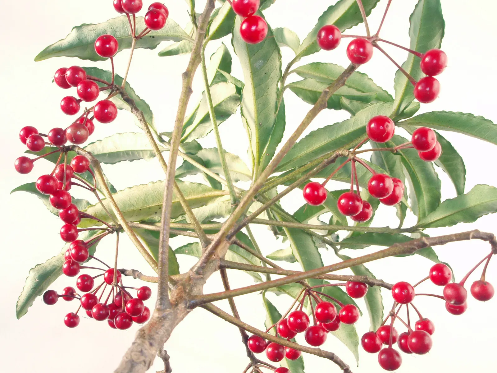 Australian Coral Tree (Erythrina X Sykesii) — is a captivating and distinctive species that can serve as a striking focal point in any landscape, image 51
