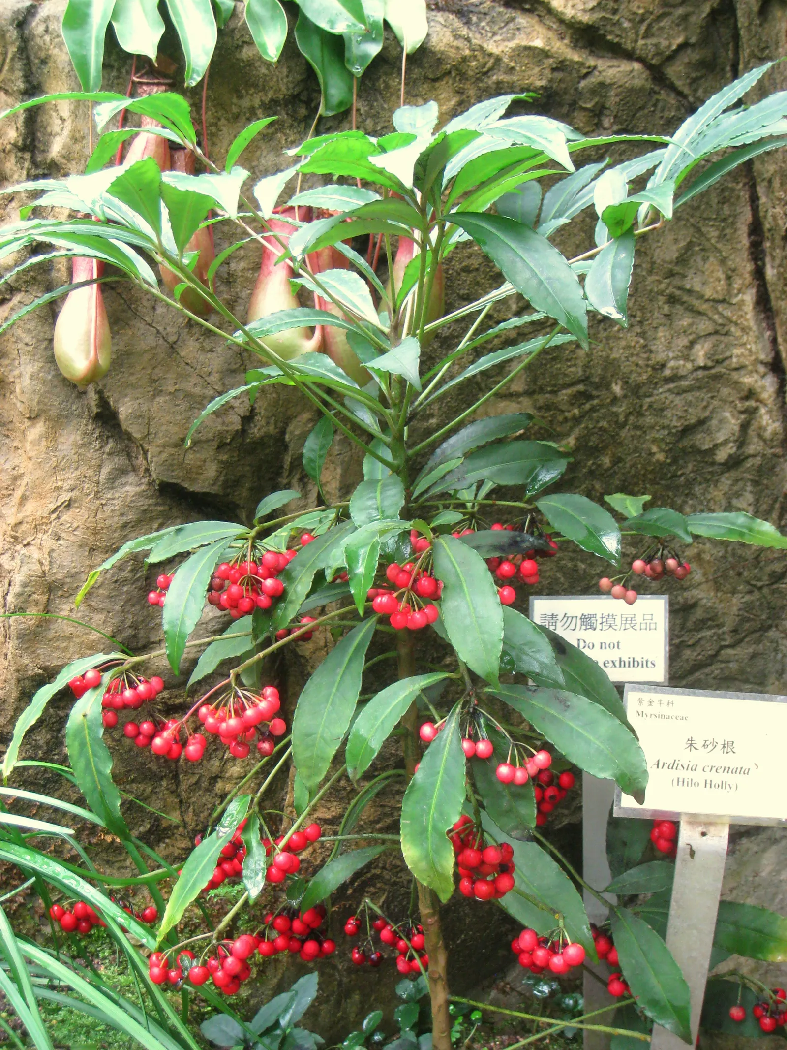 Australian Coral Tree (Erythrina X Sykesii) — although it is quite adaptable to different soil types; this drought-tolerant species prefers full, image 60