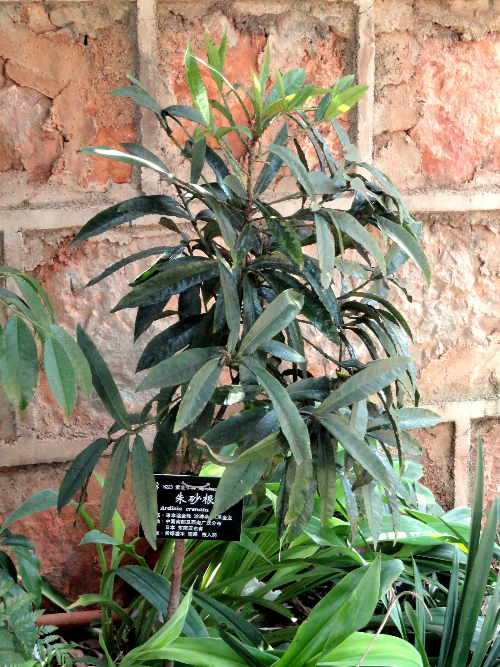Australian Coral Tree (Erythrina X Sykesii) — This hybrid tree is known for its robust structure and vibrant display; it shows a fair degree of drought