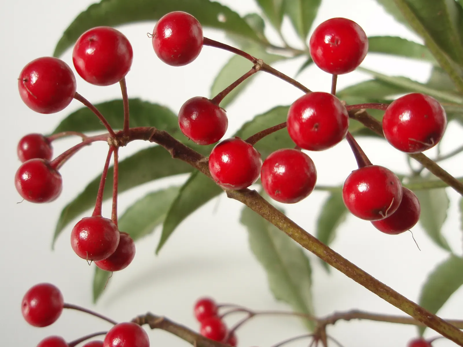 Australian Coral Tree (Erythrina X Sykesii) — When designing with this plant
