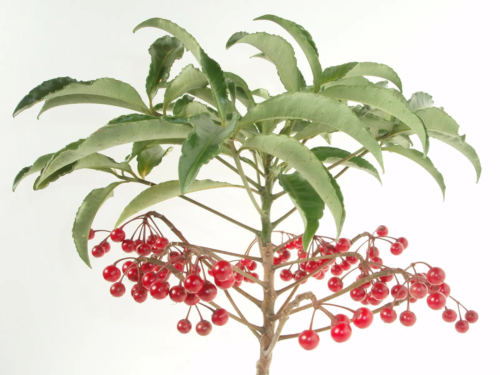 Australian Coral Tree (Erythrina X Sykesii) — red flowers in the garden; this hybrid tree is known for its robust structure and vibrant display, image 67