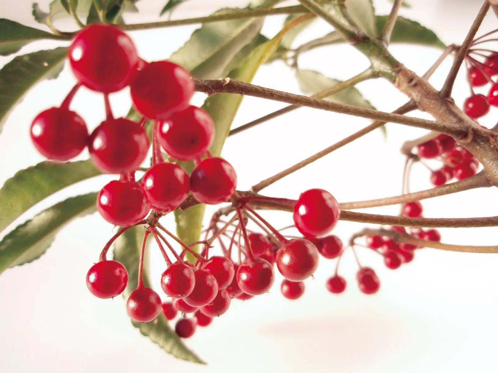 Australian Coral Tree (Erythrina X Sykesii) — When designing with this plant; is a captivating and distinctive species that can serve as a striking, image 57