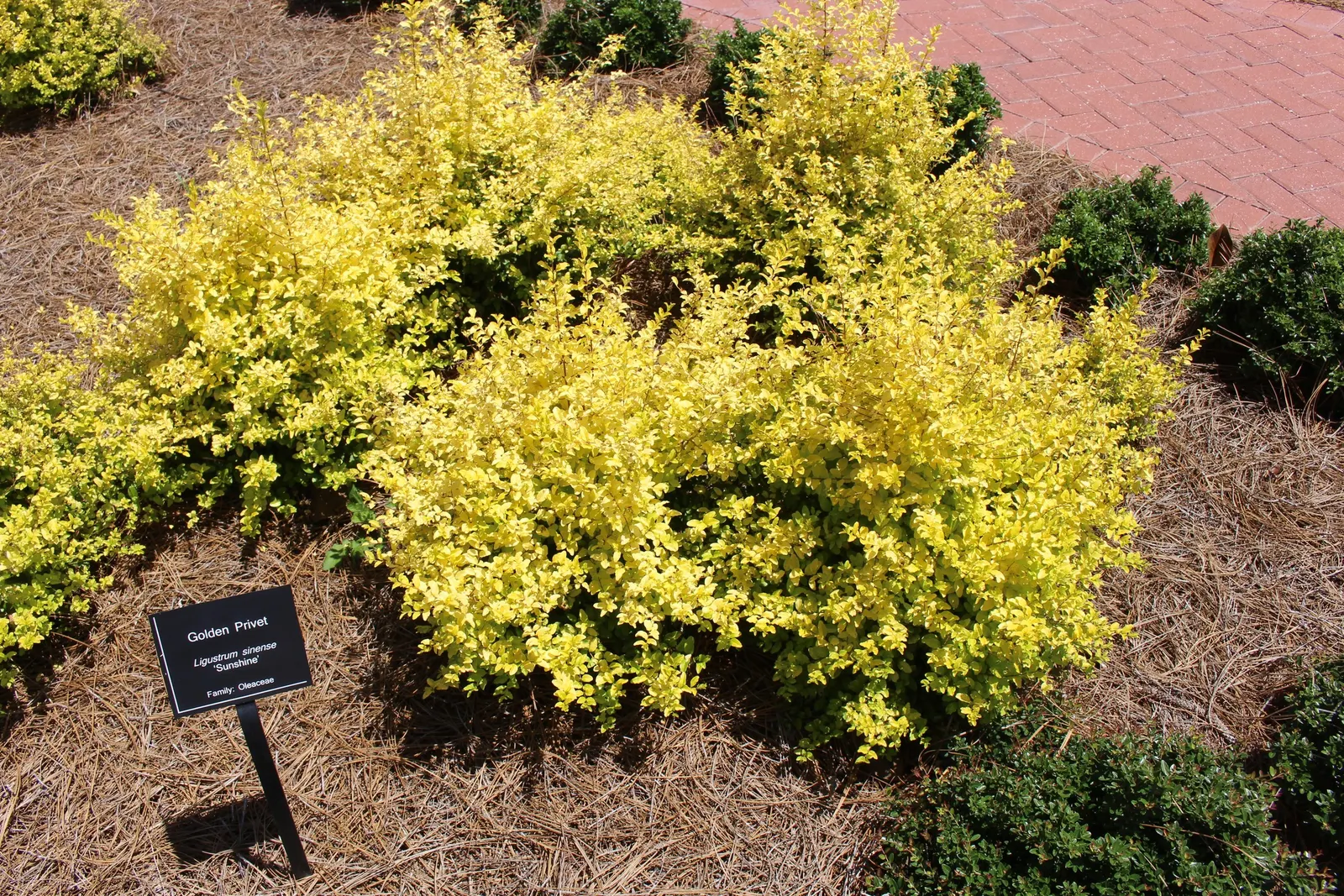 Sunshine Ligustrum (Ligustrum Sinense 'Sunshine') — The Sunshine Ligustrum (Ligustrum sinense 'Sunshine') is prized for its vibrant golden-yellow