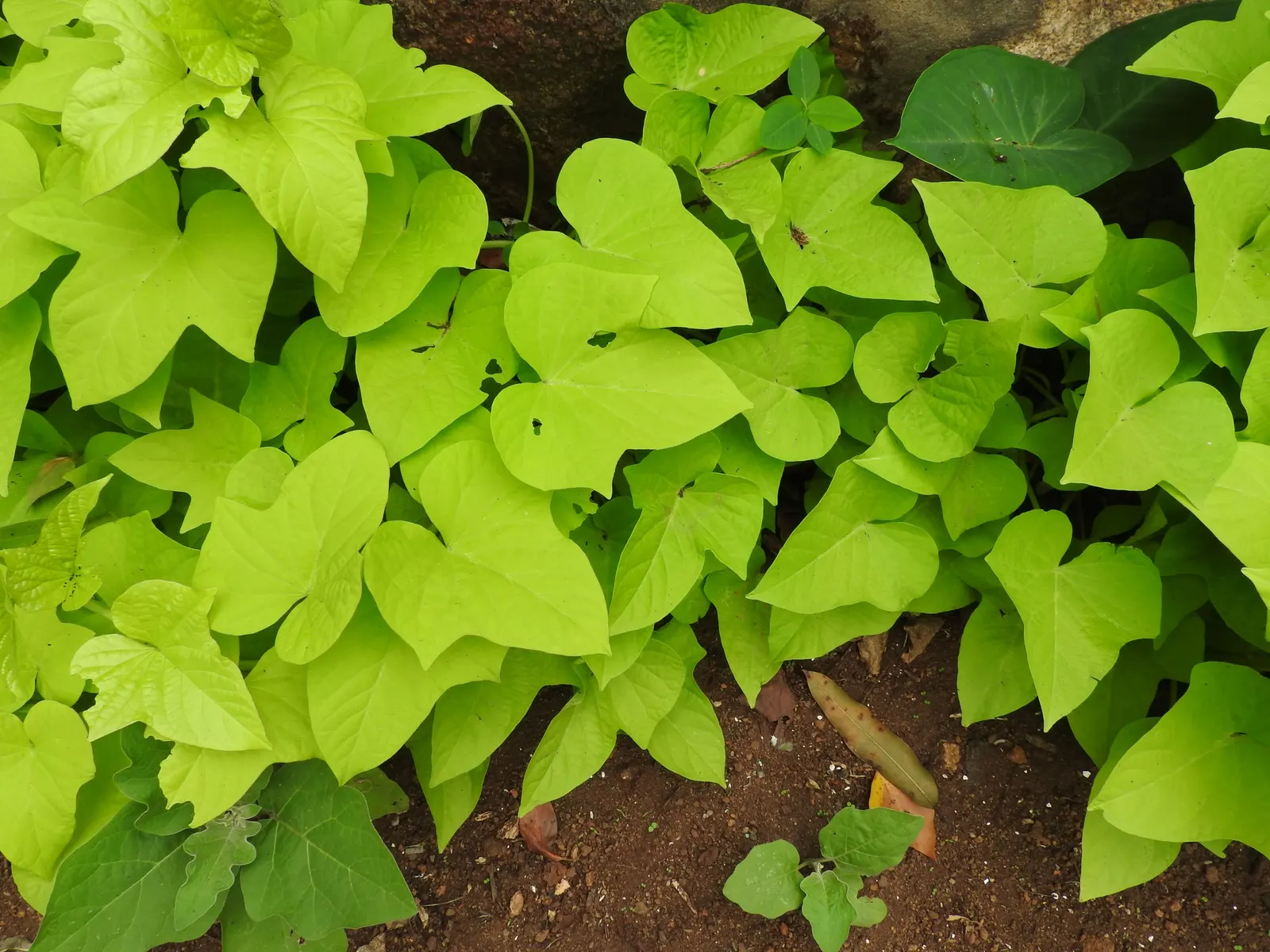 Marguerite Sweet Potatoe Vine (Ipomoea batatas 'Marguerite') — Spreading 3-5 feet and reaching heights of 6-12 inches