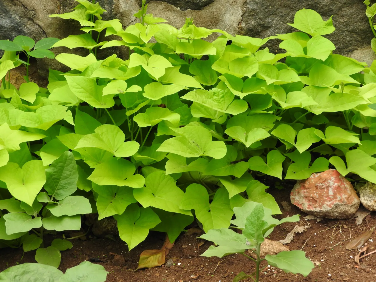 Marguerite Sweet Potatoe Vine (Ipomoea batatas 'Marguerite') — is a fast-growing perennial with vibrant chartreuse to golden-yellow heart-shaped foliage