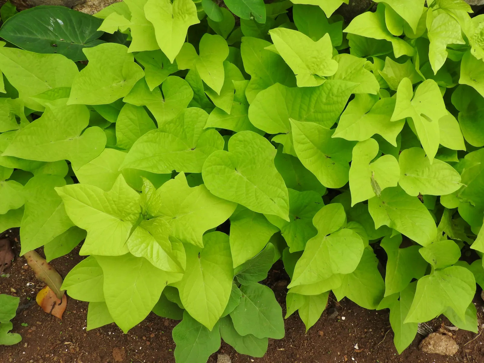 Marguerite Sweet Potatoe Vine (Ipomoea batatas 'Marguerite') — or Marguerite Sweet Potato Vine