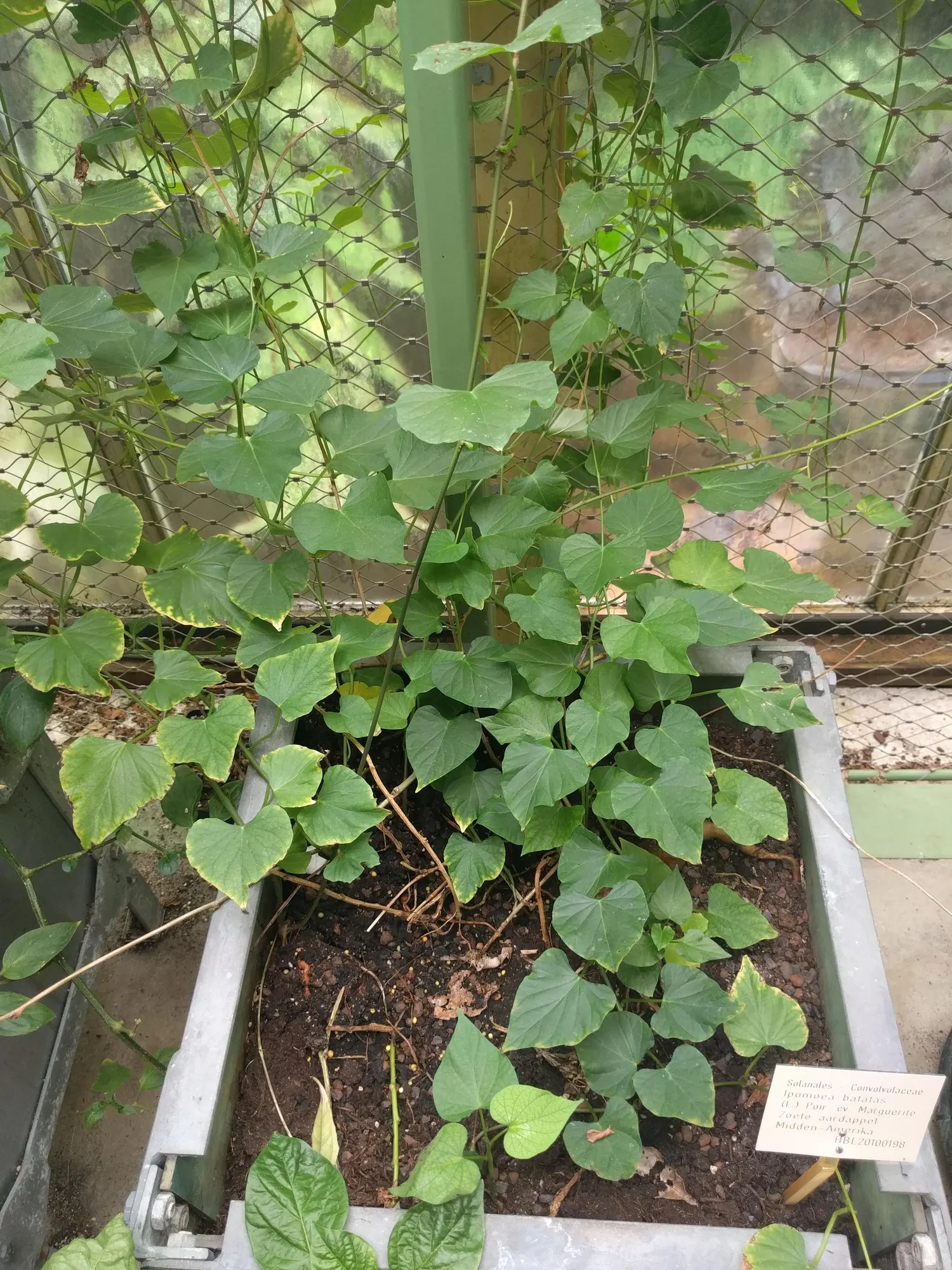 Marguerite Sweet Potatoe Vine (Ipomoea batatas 'Marguerite') — Weekly watering generally suffices, but may increase during periods of high heat or drought