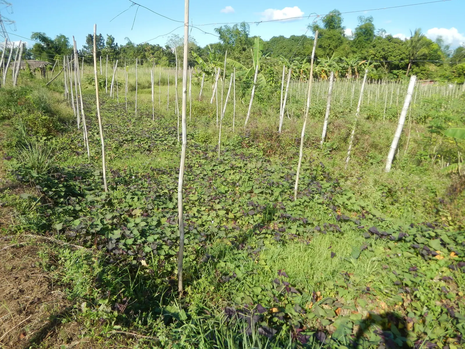 Marguerite Sweet Potatoe Vine (Ipomoea batatas 'Marguerite') — This rapid grower prefers full sun to partial shade and requires well-draining soil