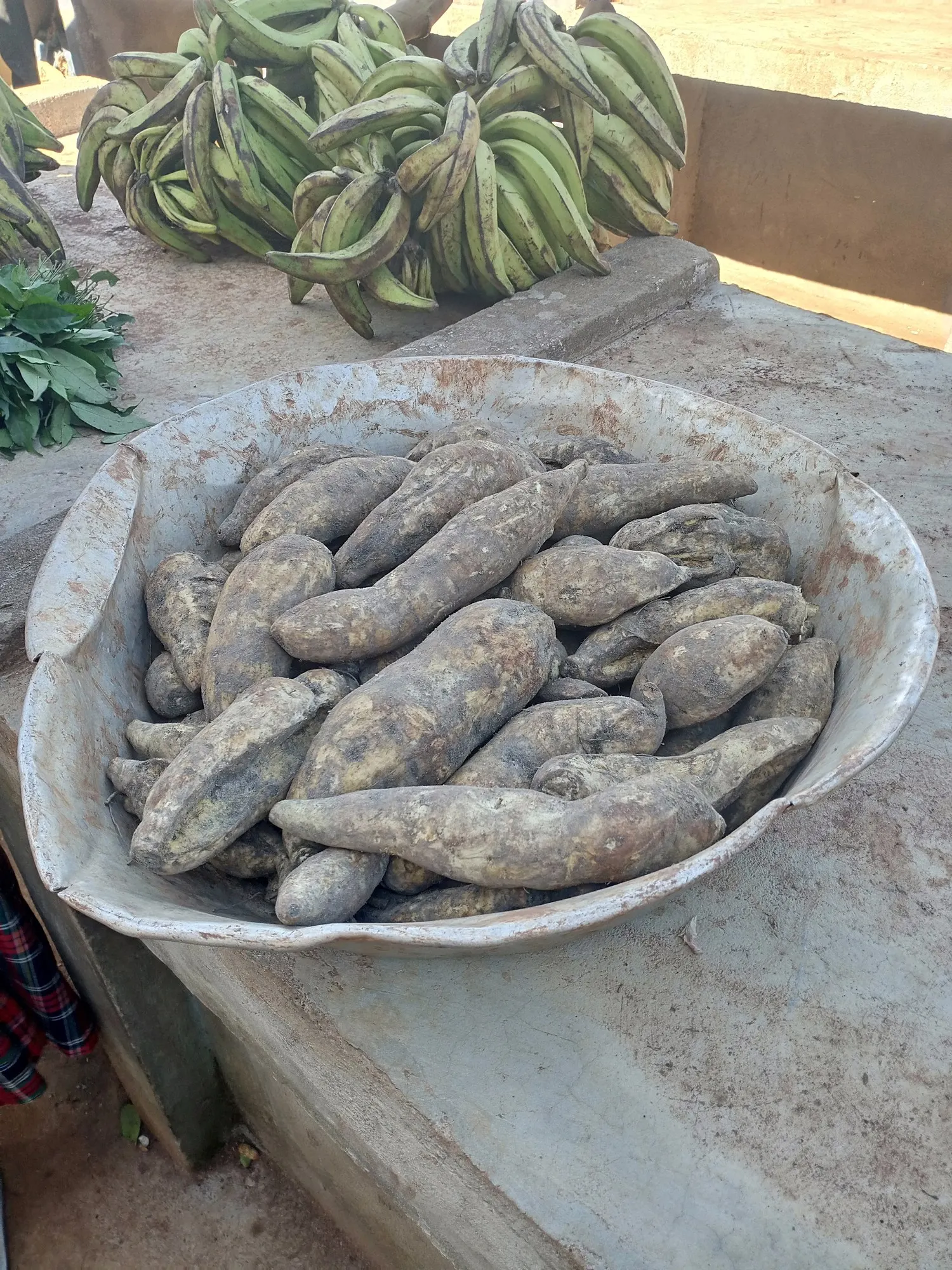 Marguerite Sweet Potatoe Vine (Ipomoea batatas 'Marguerite') — occasional feeding with a balanced