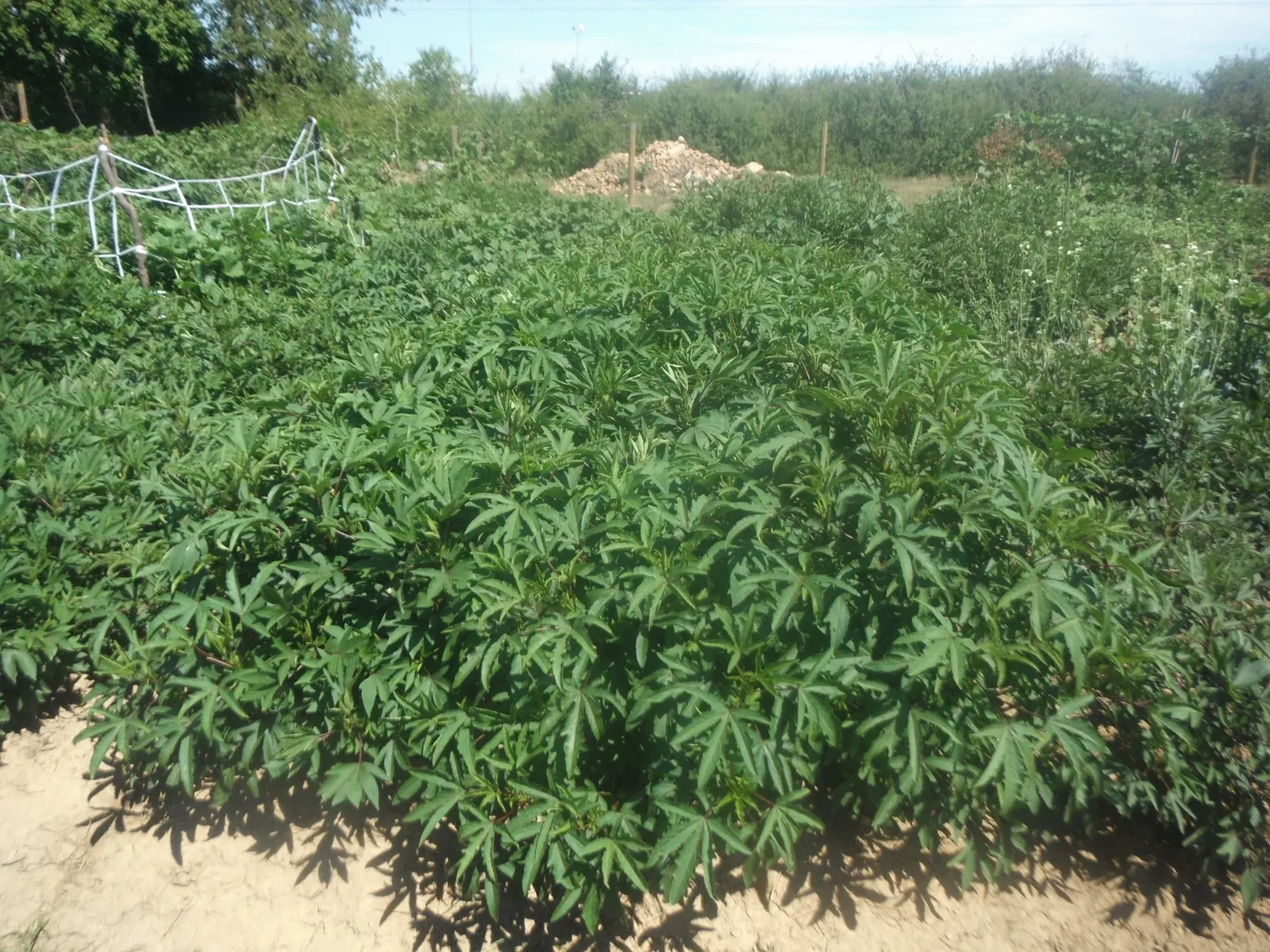 Marguerite Sweet Potatoe Vine (Ipomoea batatas 'Marguerite') — Its rapid, dense growth also suppresses weeds, minimizing garden maintenance