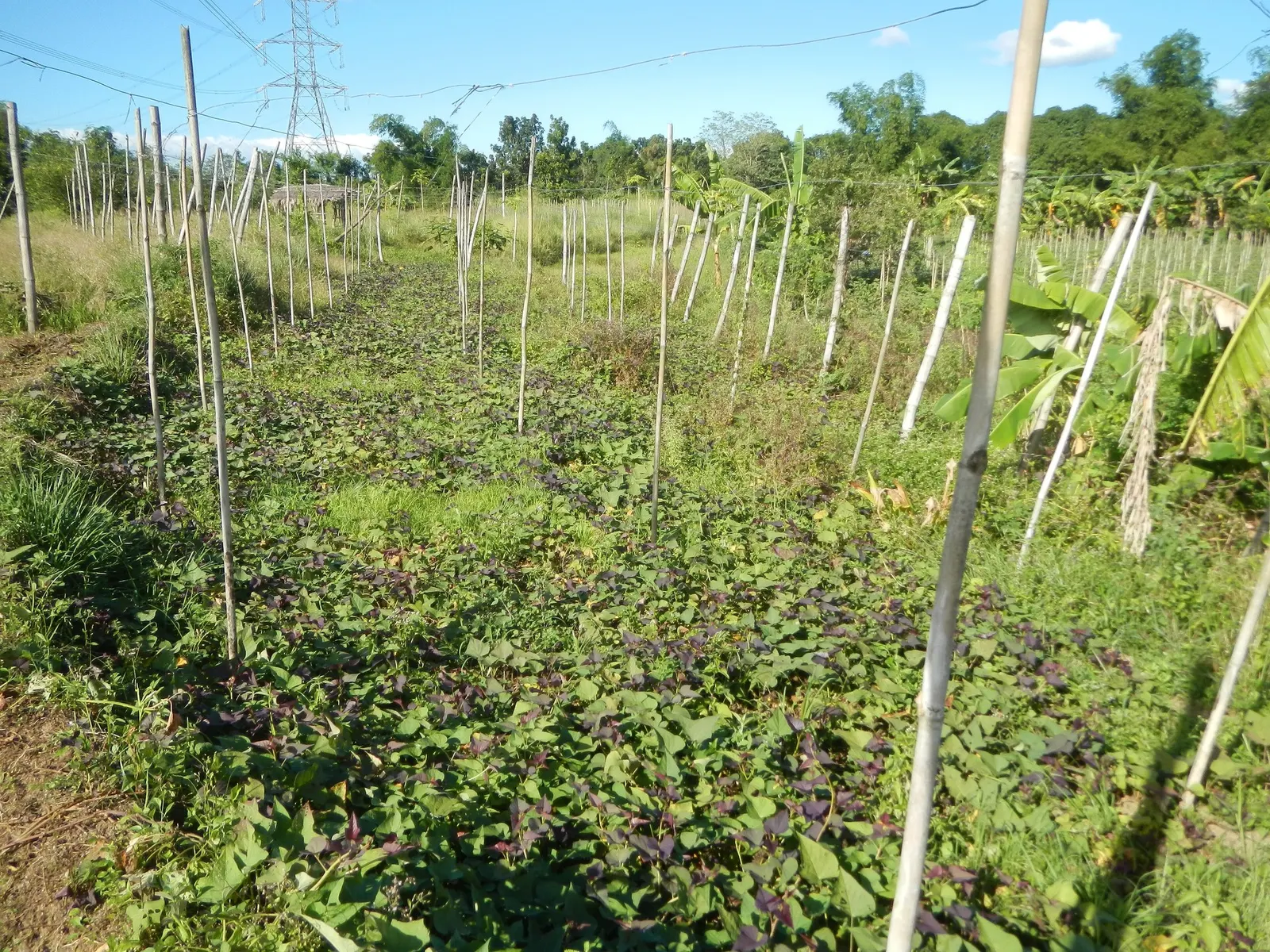 Marguerite Sweet Potatoe Vine (Ipomoea batatas 'Marguerite') — commonly known as the Marguerite Sweet Potato Vine