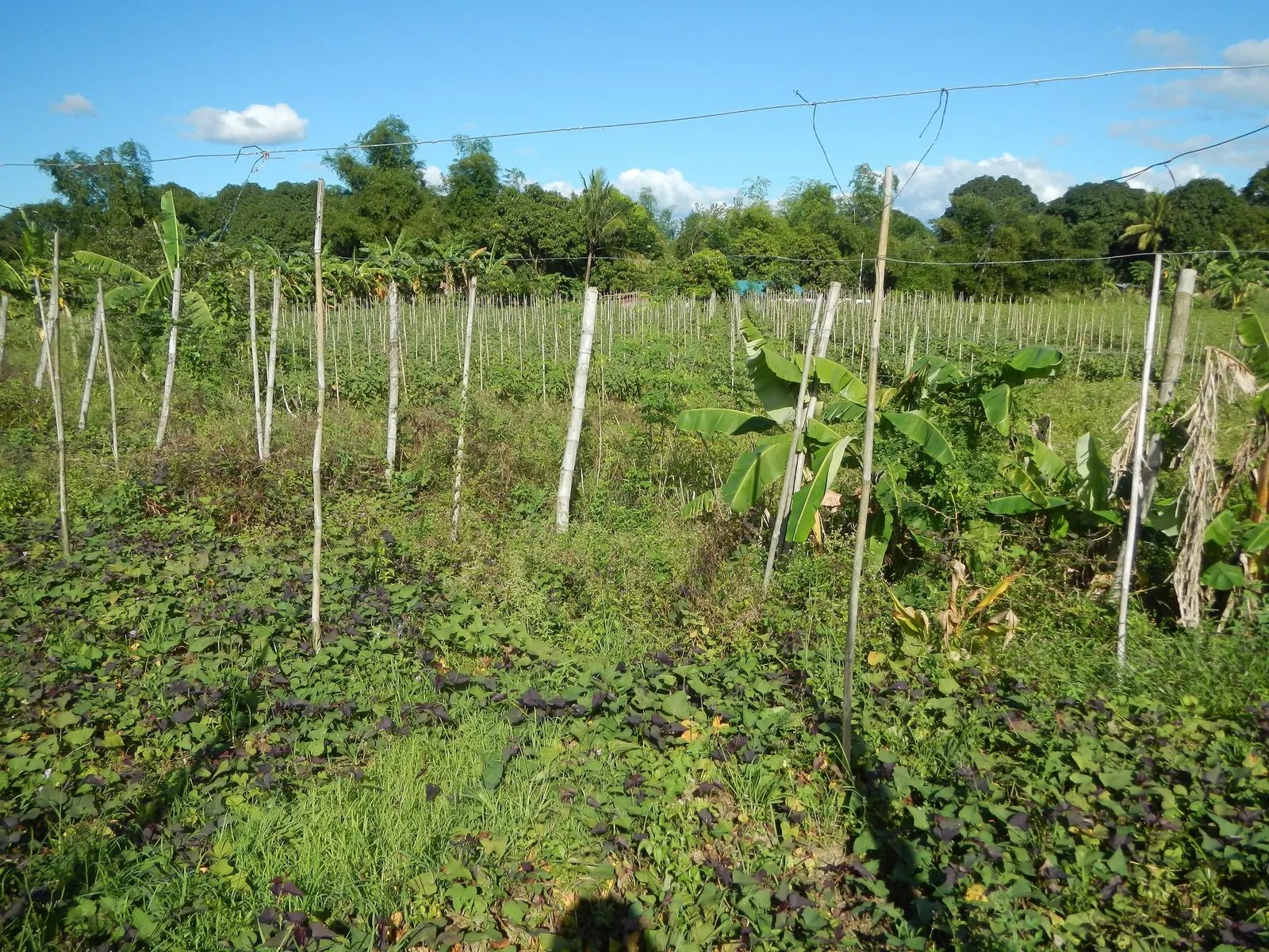 Marguerite Sweet Potatoe Vine (Ipomoea batatas 'Marguerite') — Explain to clients that while the plant is primarily ornamental