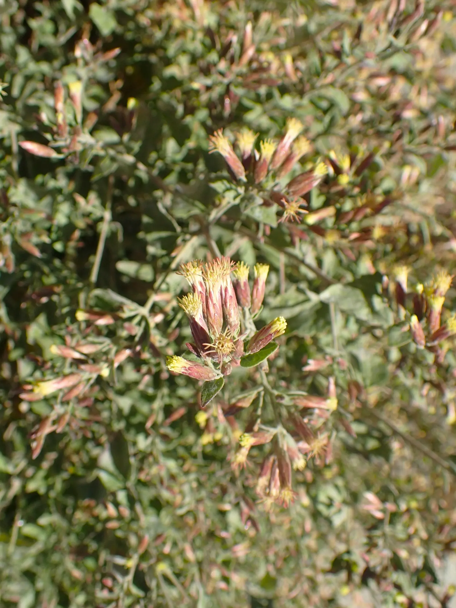 Brickellbush. (Brickellia Californica) — It's best to water the plant sparingly