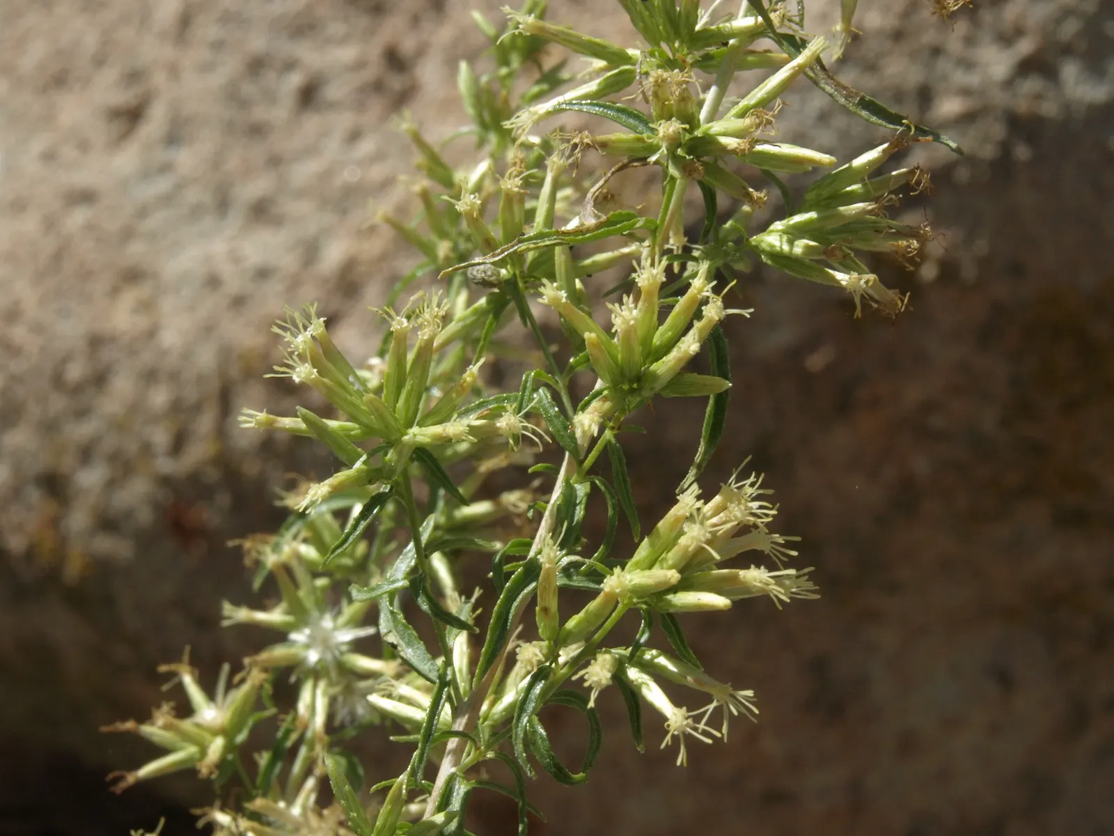 Brickellbush. (Brickellia Californica) — shrub with yellow blooms