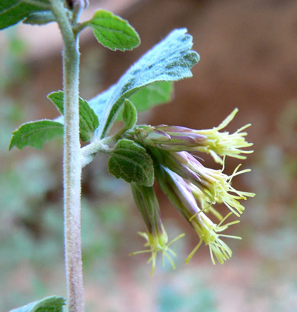 Brickellbush. (Brickellia Californica) — consist of tube-shaped florets that are a subtle green or yellow