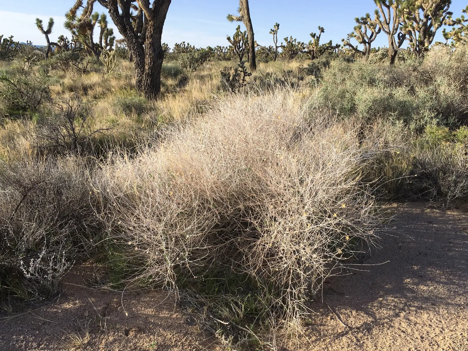 Brickellbush. (Brickellia Californica) — leveraging its flexible size which ranges from 2 to 4 feet in height and 2 to 3 feet in width