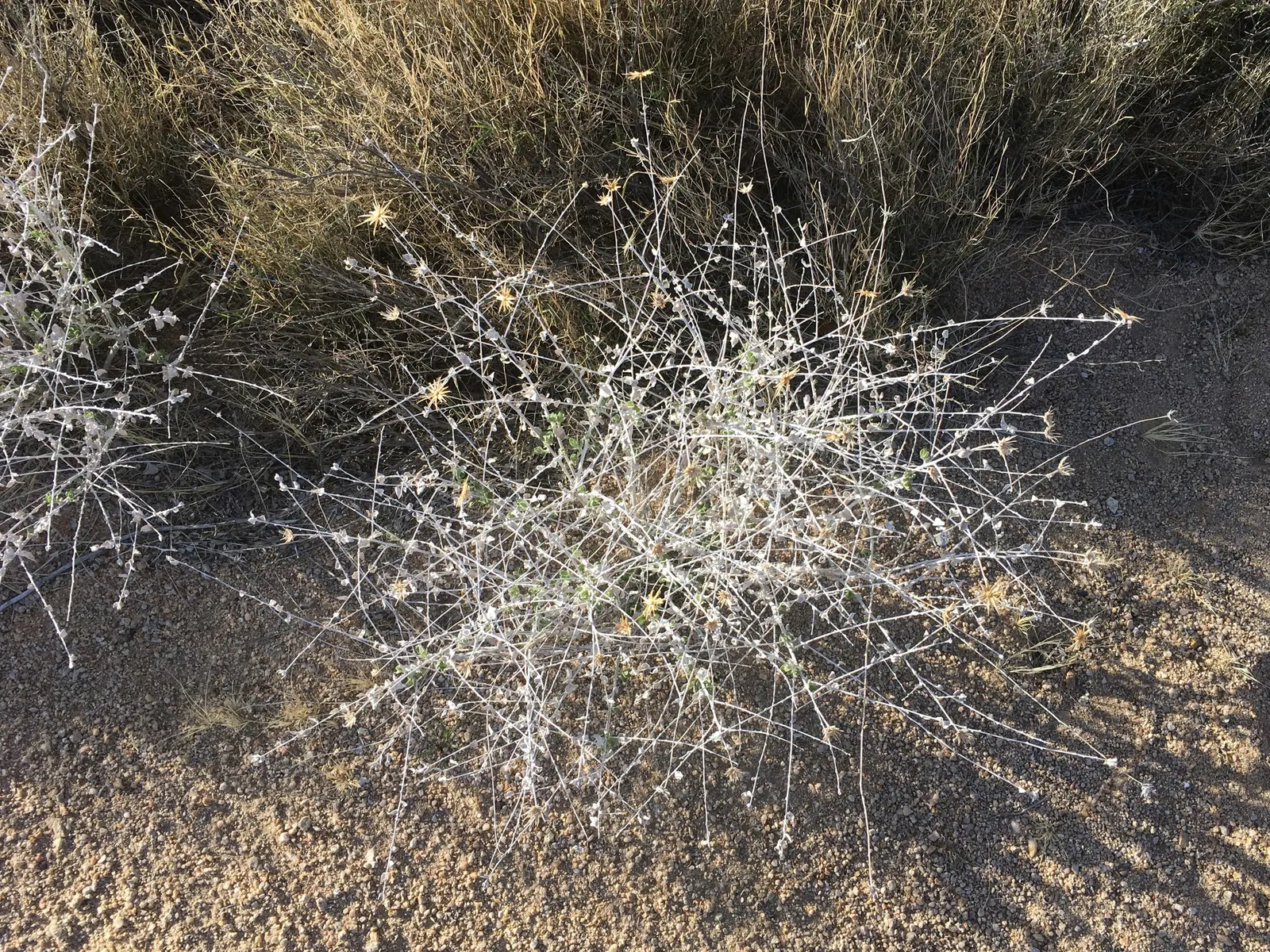 Brickellbush. (Brickellia Californica) — contributing to a diverse