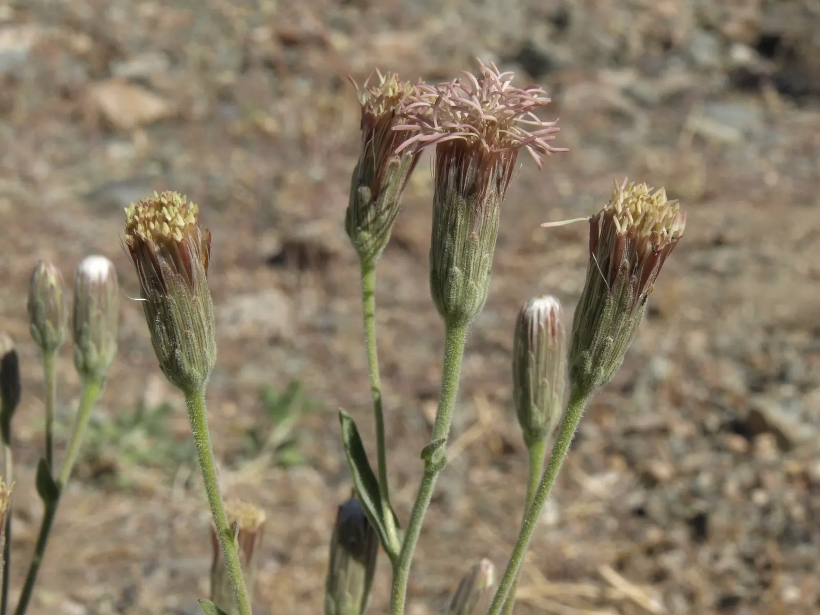 Brickellbush. (Brickellia Californica) — often found nestled in dry; thriving in well-drained soil conditions and proving to be quite drought-tolerant once