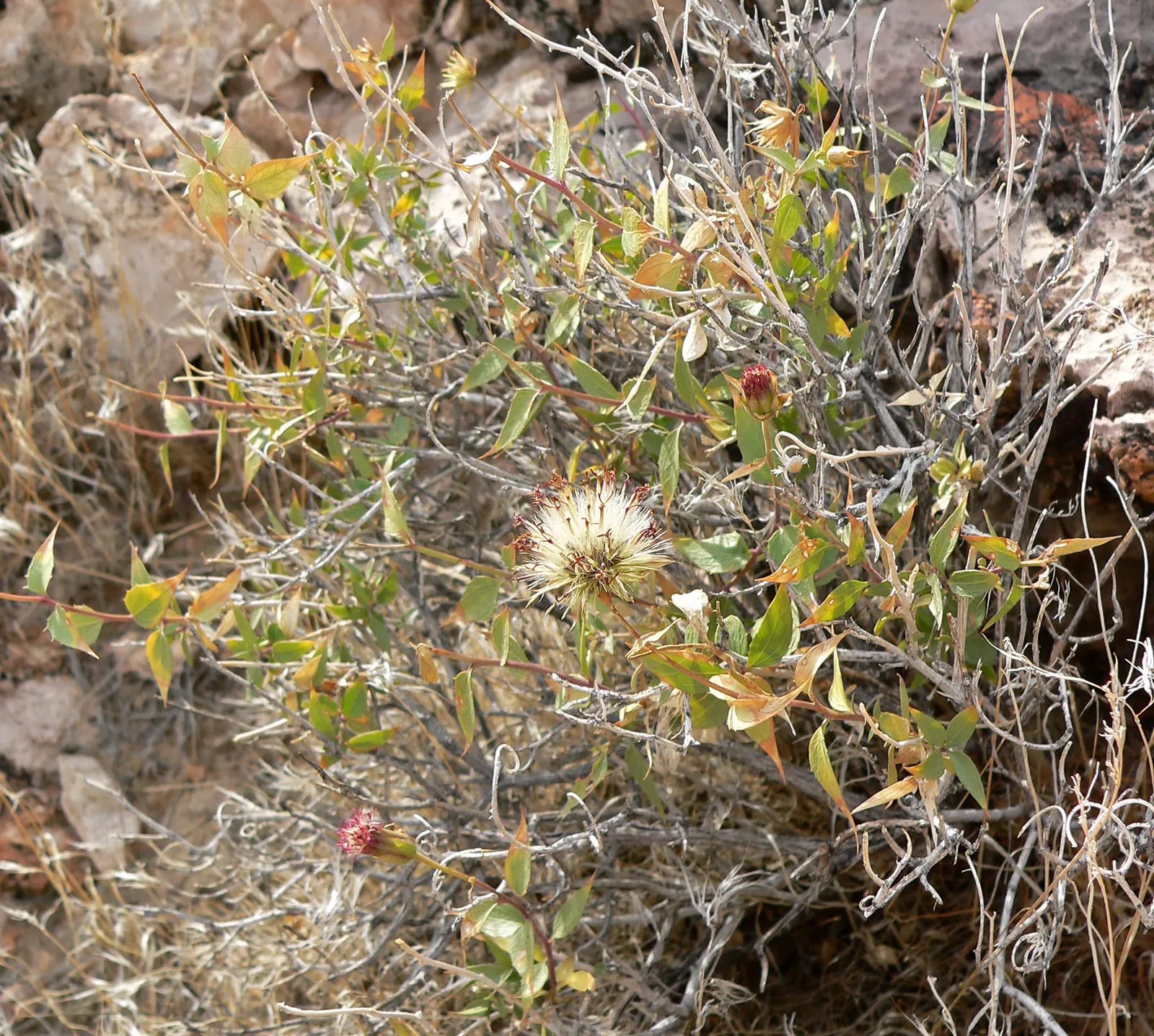 Brickellbush. (Brickellia Californica) — consist of tube-shaped florets that are a subtle green or yellow; exuding a green-grey hue with a rough texture