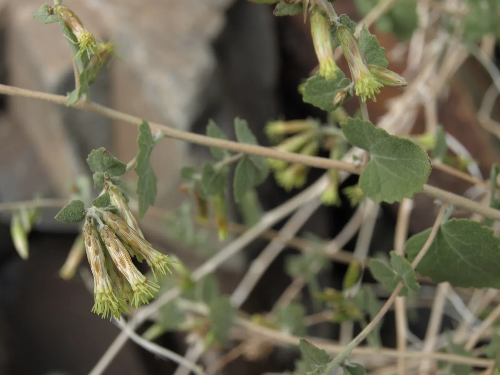Brickellbush. (Brickellia Californica) — Its woody stems are adorned by ovate leaves